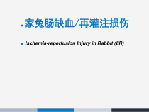 医学课件-机能实验家兔肠缺血再灌注损伤教学课件