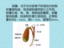 医学课件胆囊壁增厚影像诊断
