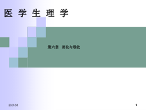 消化与吸收医学生理学课件