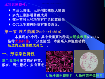 肠杆菌科医学知识课件