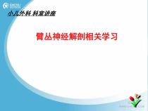 臂丛神经解剖课件