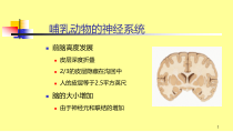 哺乳动物的神经系统课件