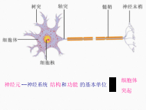 初中生物神经系统上课课件