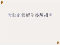 大脑血管解剖经颅超声课件
