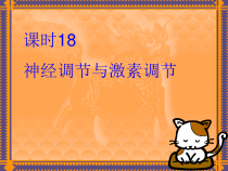 第19讲神经调节与激素调节复习课件