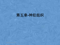 第五章-神经组织课件