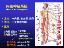解剖第九课内脏神经课件