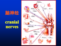 解剖第七课脑神经脑干课件