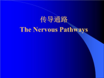 解剖学-神经系统-传导通路课件