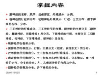 脑神经-系统解剖学课件