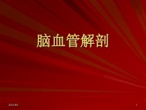 脑血管解剖脑动脉系课件