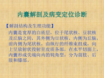 内囊基底神经节间脑的解剖精编版课件