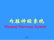 内脏神经系统-课件