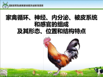 任务1家禽循环神经内分泌被皮系统和感官的组成及其形态位置和结课件