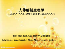 人体解剖生理学-神经系统课件