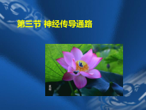 神经传导通路全总结课件
