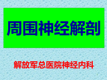 神经解剖课件