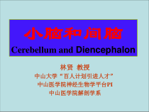 神经解剖学-04-小脑和间脑课件