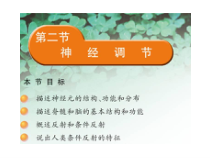 神经调节初中生物课件