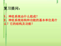 神经调节的结构基础课件5-课件