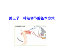 神经调节的基本方式_1课件