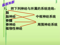 神经调节课件24-苏教版