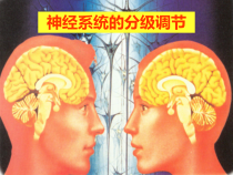 神经系统的分级调节课件