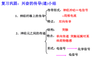神经系统的分级调节课件1