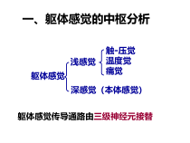神经系统的感觉功能课件