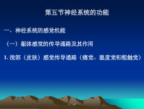 神经系统的功能课件7