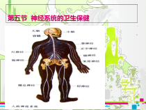 神经系统的卫生保健课件3-课件