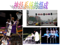神经系统的组成22课件