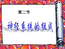 神经系统的组成31课件