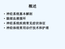 神经系统解剖和生理课件