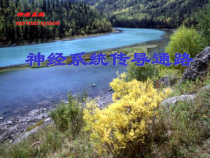 神经系统解剖学-课件