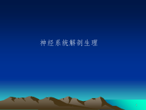 神经系统解剖生理课件