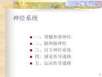 神经系统解剖学医学课件