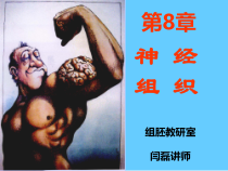 神经组织学教材课件