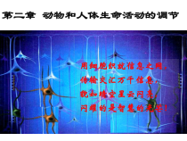 通过神经系统的调节课件_2