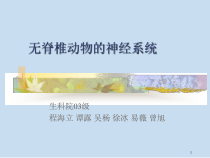 无脊椎动物的神经系统课件