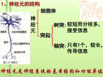 信息的处理神经系统-课件