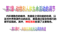 兴奋在神经元之间的传递课件
