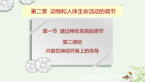 兴奋在神经纤维上的传导课件