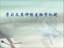 学习及其神经生物学基础课件