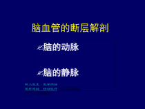 医疗网站医学百事通-脑血管断层解剖课件