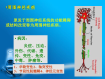 原发于周围神经系统的功能障碍课件