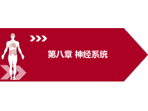 运动解剖学第三版8第八章神经系统课件