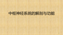 中枢神经系统的解剖及功能课件