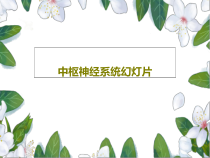 中枢神经系统课件共19张课件