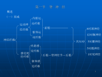 周围神经系统篇课件